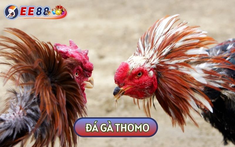 ĐÁ GÀ Thomo có lẽ là hình thức giải trí phổ biến nhất trên thị trường