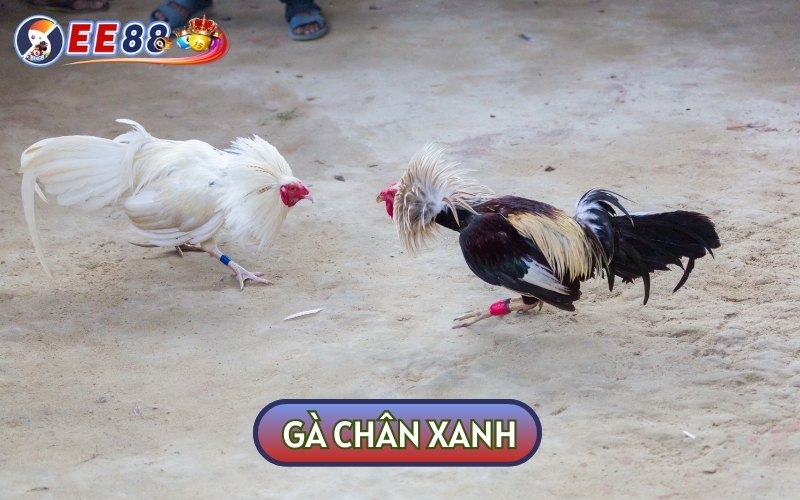 Gà chân xanh thường sẽ có màu xanh đậm hoặc xanh đồng