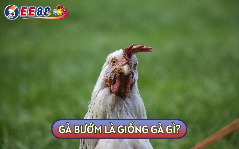 Gà đá bướm nổi bật với bộ lông trắng sữa và pha trộn với nhiều màu sắc khác