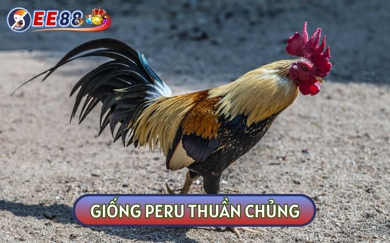 Giống Peru thuần chủng hiện nay được xem là khá hiếm