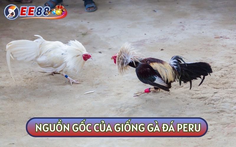 GÀ ĐÁ PERU là chiến kê đã xuất hiện từ rất lâu trên thị trường