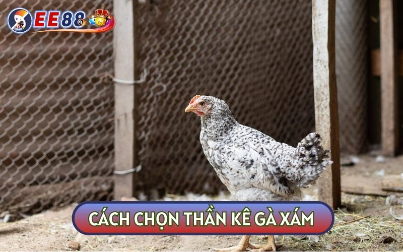 Có 3 cách chọn thần kê hay mà bạn cần ghi nhớ nếu muốn chúng luôn giành chiến thắng