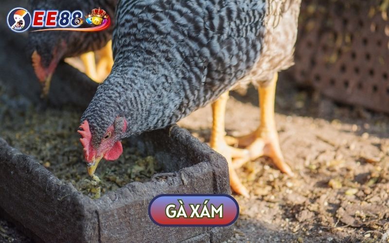 Gà Xám Là Gì, Mệnh Gì Và Bật Mí Cách Chọn Thần Kê Ra Sân