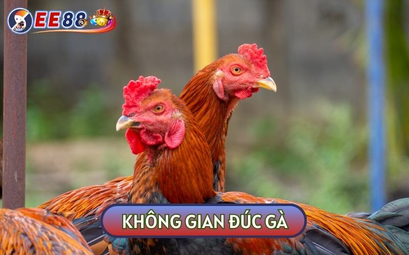 Không gian đúc gà cũng cần xem xét kỹ lưỡng để không gây bất lợi cho chúng