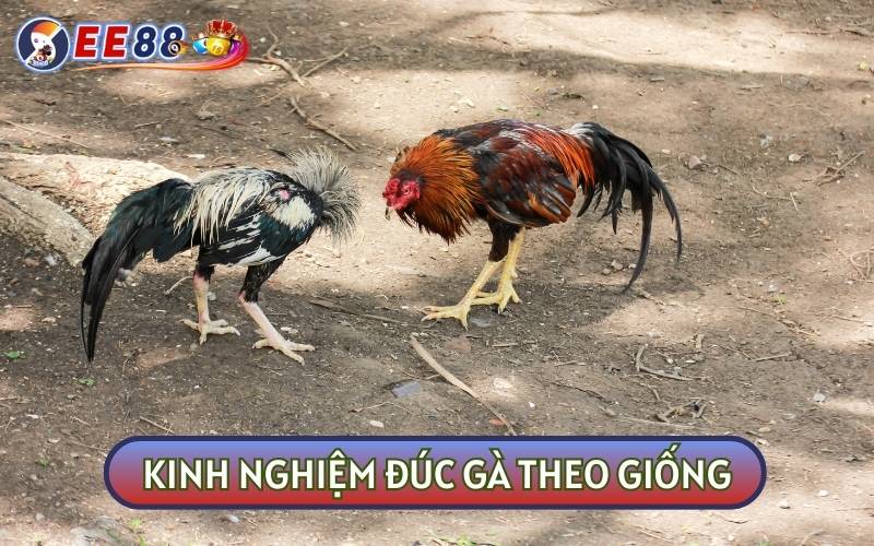 KINH NGHIỆM ĐÚC GÀ theo dòng giống là yếu tố cốt lõi ảnh hưởng đến một chiến kê