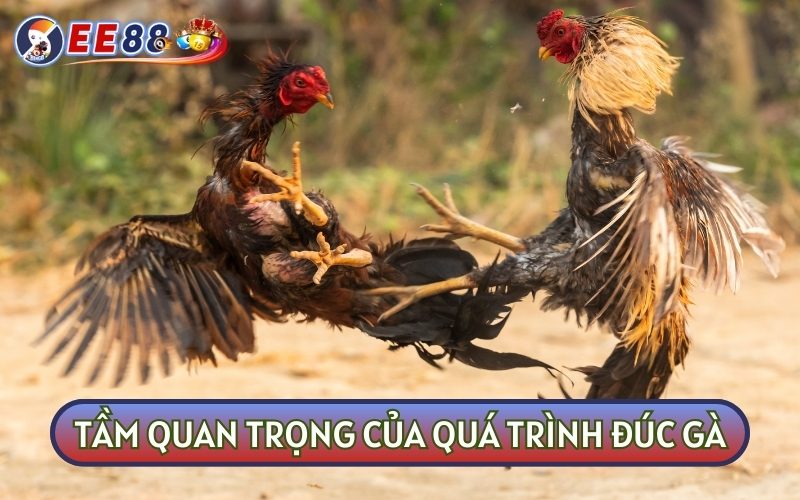 Đúc gà là công việc quan trọng mà các sư kê không nên bỏ qua