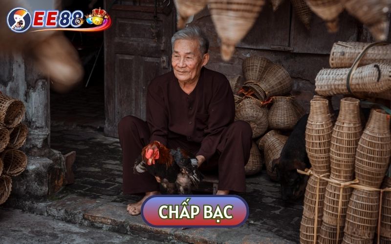 Chấp bạc là LUẬT CHẤP TRONG ĐÁ GÀ đảm bảo công bằng cho cả chủ kê và người cá cược