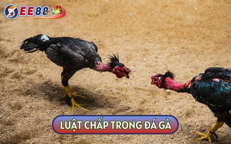 Nắm Lòng Luật Chấp Trong Đá Gà Chuẩn Xác Như Sư Kê Lâu Năm