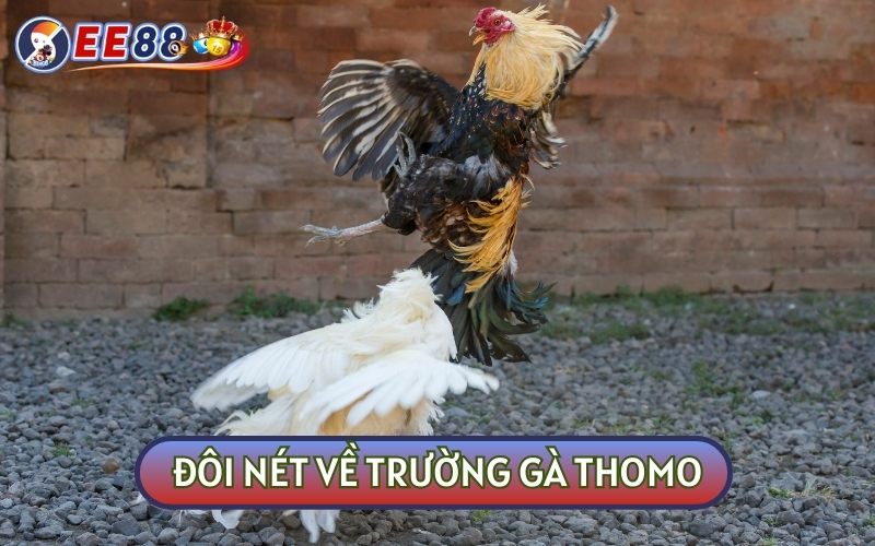 Thomo là trường gà thuộc lãnh thổ Campuchia và nằm sát biên giới Việt Nam