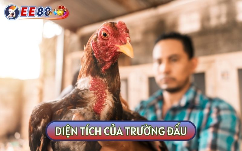 Diện tích của trường gà Thomo có sức chứa tới 300 khán giả