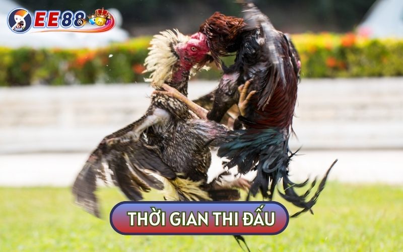 Đối với LUẬT CHƠI CỦA TRƯỜNG GÀ THOMO CAMPUCHIA thời gian thi đấu sẽ là 15 phút