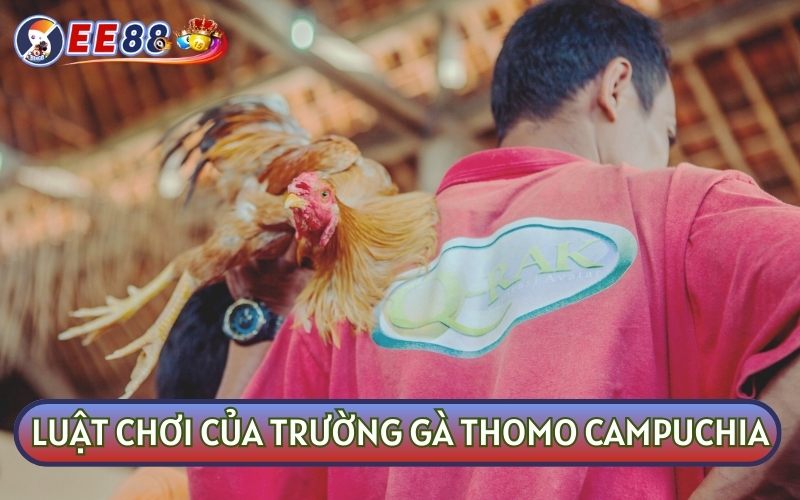 Hé Lộ Luật Chơi Của Trường Gà Thomo Campuchia Cho Người Mới