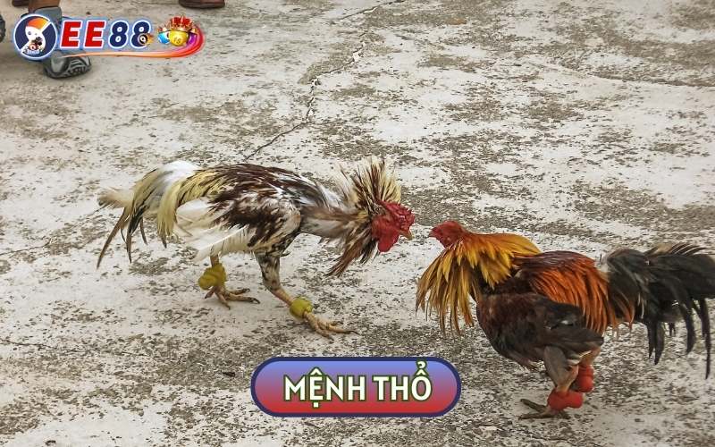 Gà thuộc mệnh Thổ thường sẽ có màu vàng đất hay nâu đất