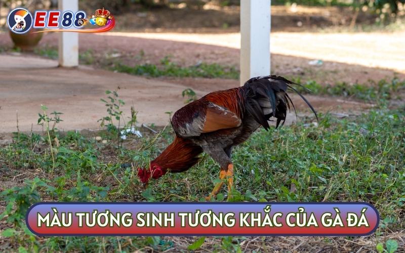 Màu mạng tương sinh tương khắc với gà chiến