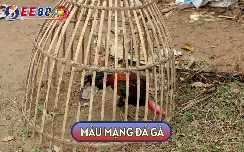 Màu Mạng Đá Gà - Sư Kê Bật Mí Tuyệt Chiêu Xem Cực Chuẩn