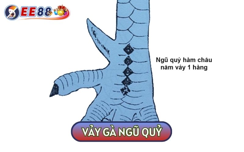 Vảy Gà Ngũ Quỷ - Liệu Có Phải Thần Kê Oanh Liệt Như Lời Đồn?