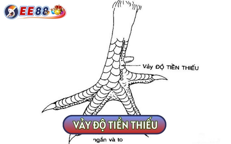 Vảy độ tiền thiếu thường gặp khó khăn khi tung đòn đánh