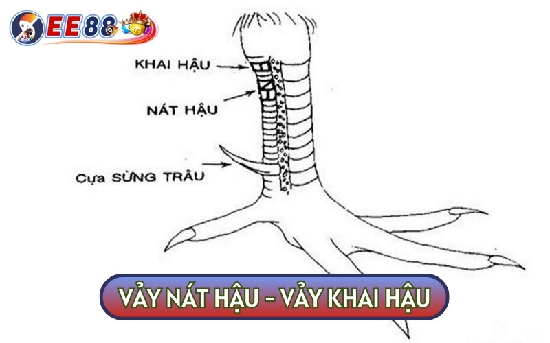 Vảy nát hậu, khai hậu cũng không có khả năng thi đấu tốt